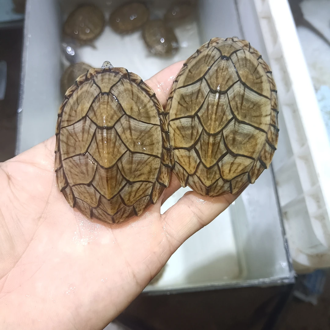 剃刀龟活体宠物观赏龟