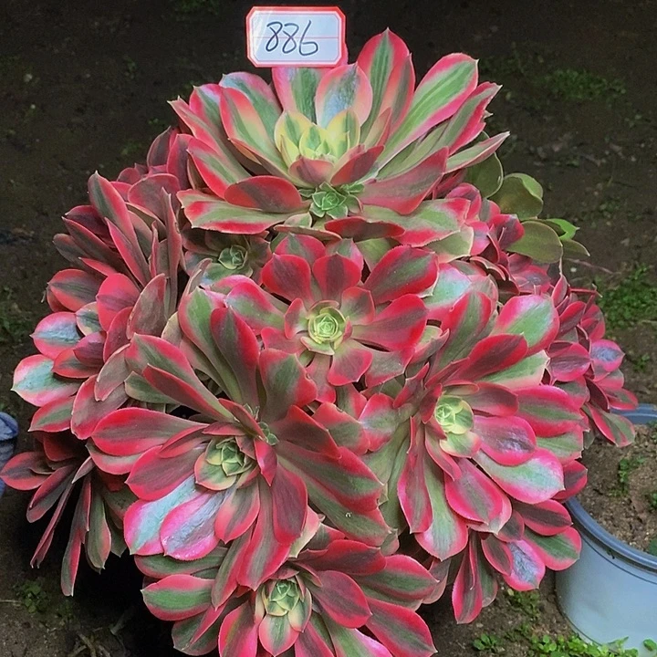 粉初恋老桩捧花886号