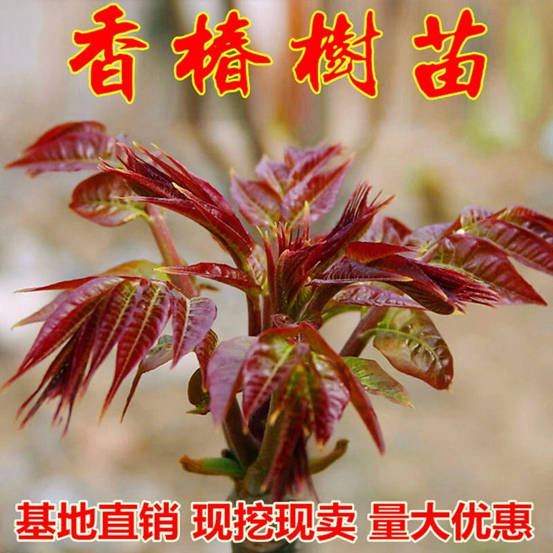 帅轩香椿树苖红油香椿苗绿油香椿苗盆栽地栽南方北方种植食用香椿