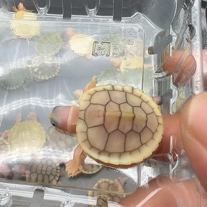母绿毛龟奶焦1111