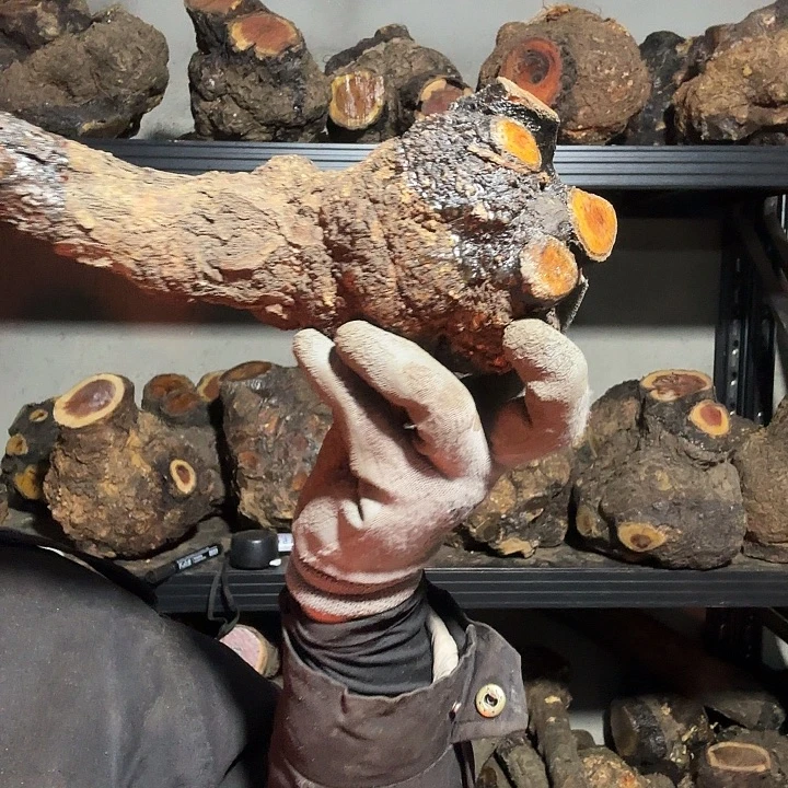 三***爸香榧木火琉璃的故事是一个