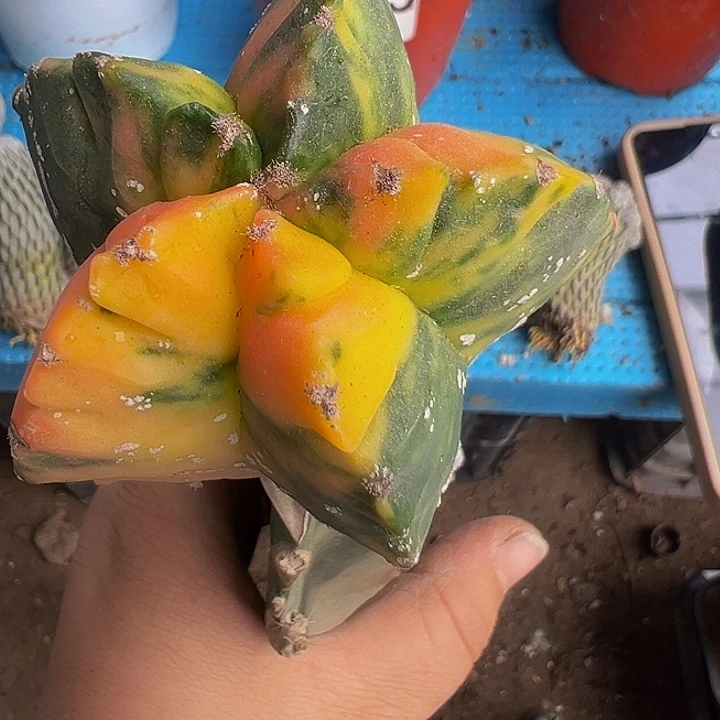 鸾锦263仙人球开花