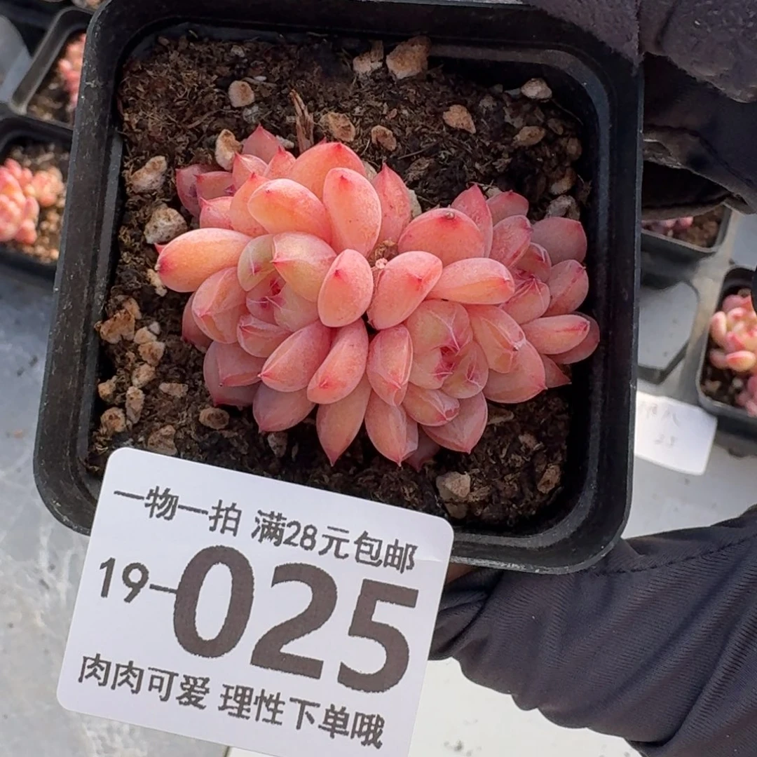 糖爪无盆土发货无