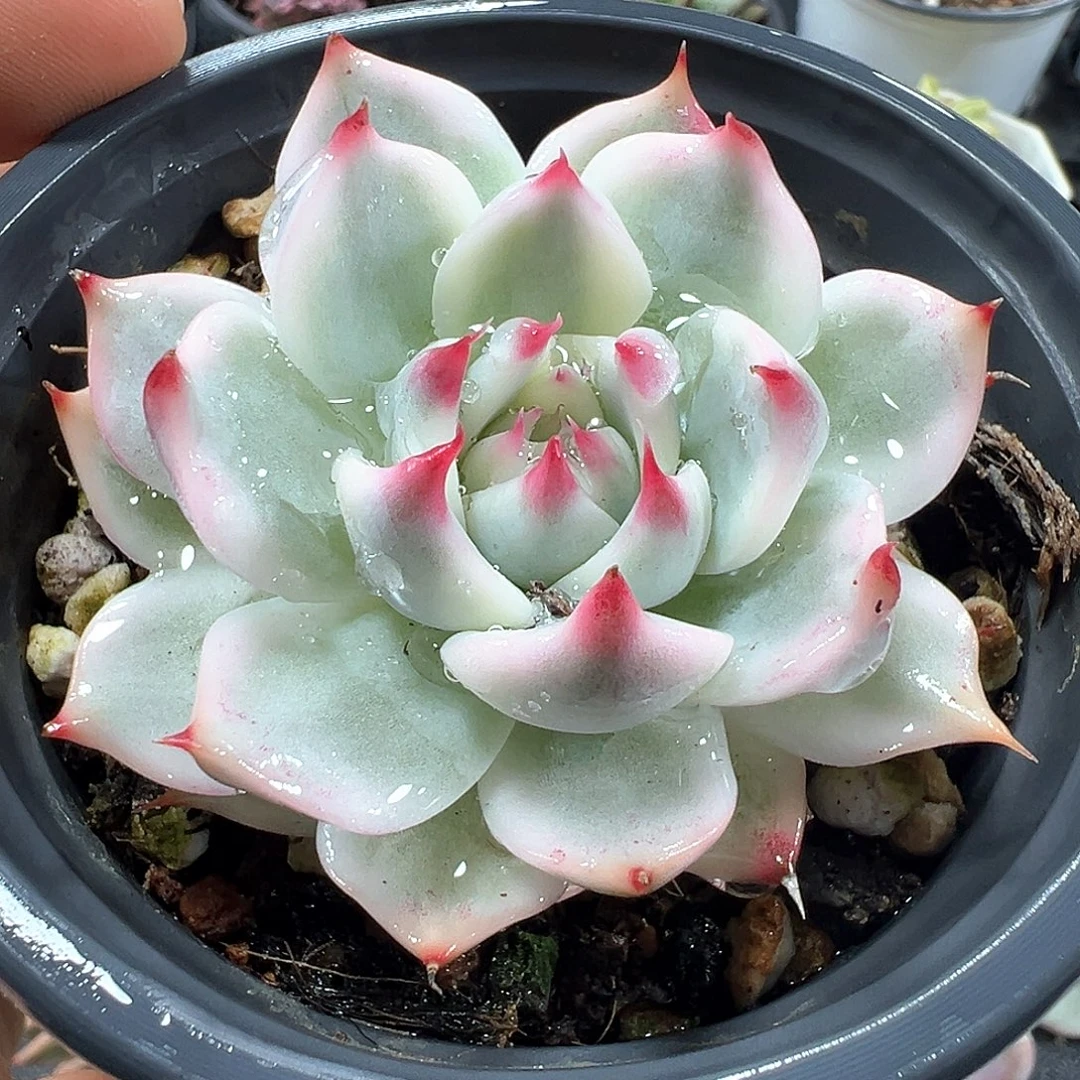 吉娃娃锦 小方花圃一物一拍