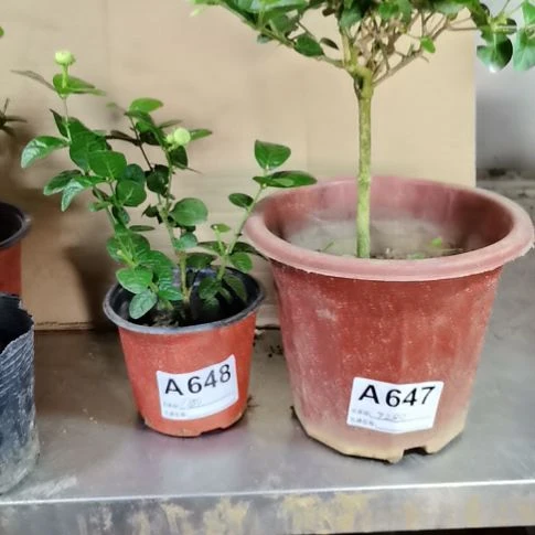 大部分花苞少量开放斑**点