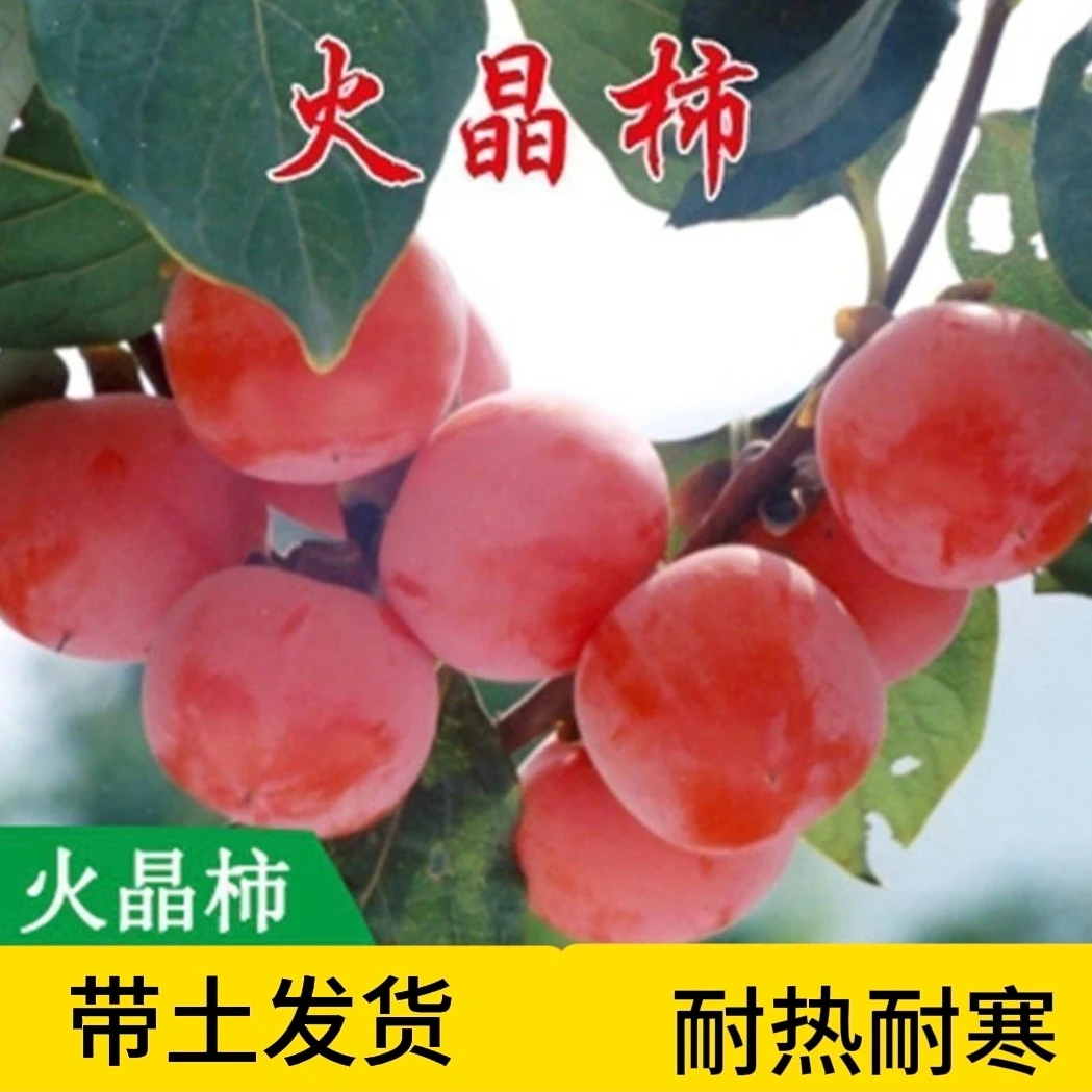 火晶柿子苖软柿子即摘即吃柿子树苖盆栽南北方种植