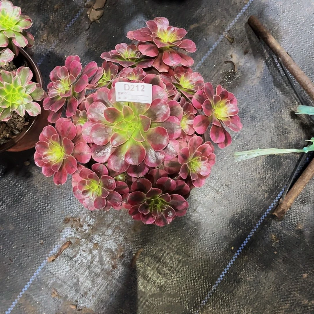 多肉植物212美杜莎