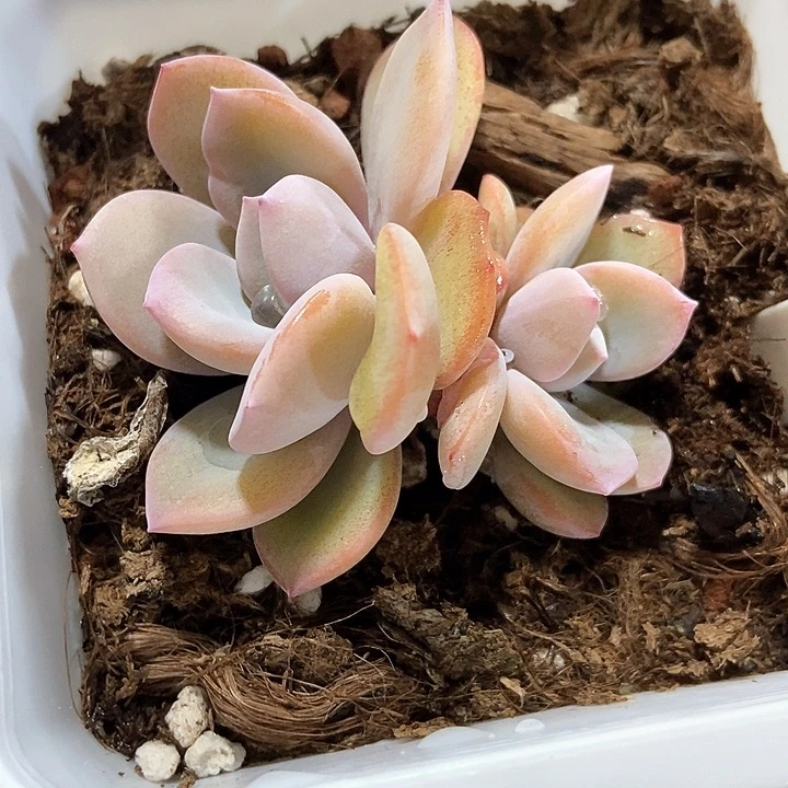 多肉植物韩版奶茶952