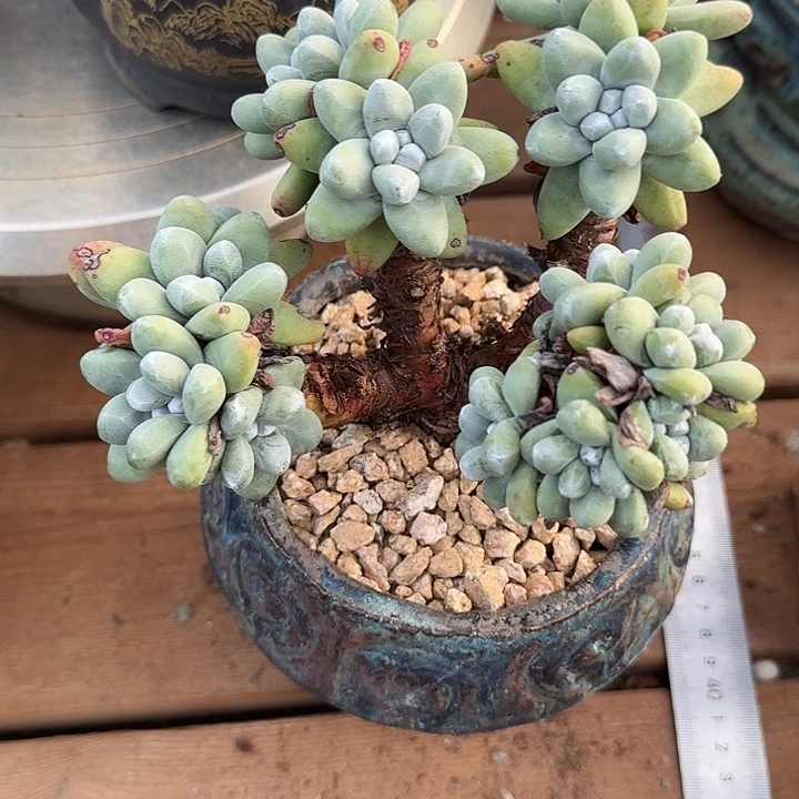 超级个体 丸叶拇指