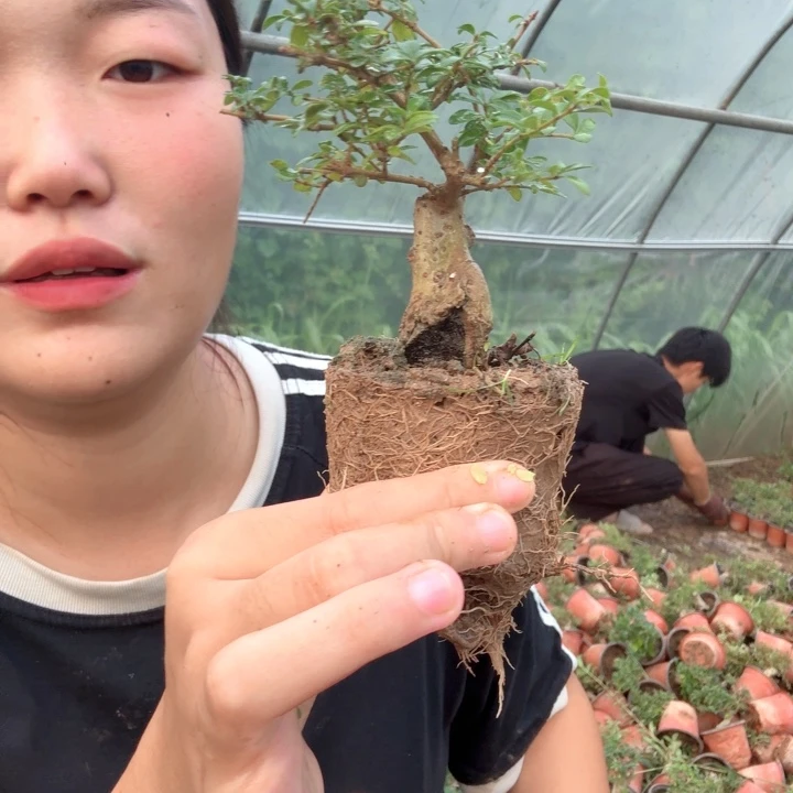 小***水无花朵米东米东米东米东