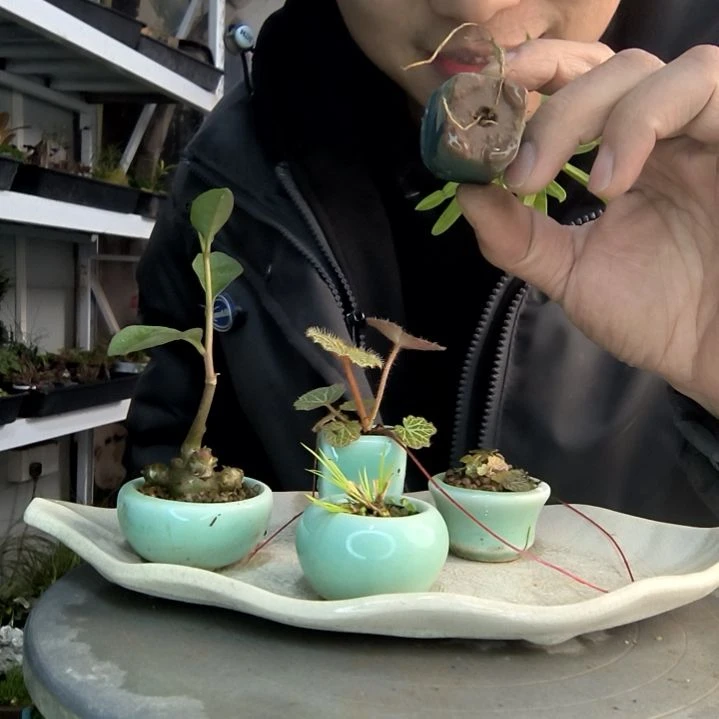 雅****程小盆景小植物一物一拍68