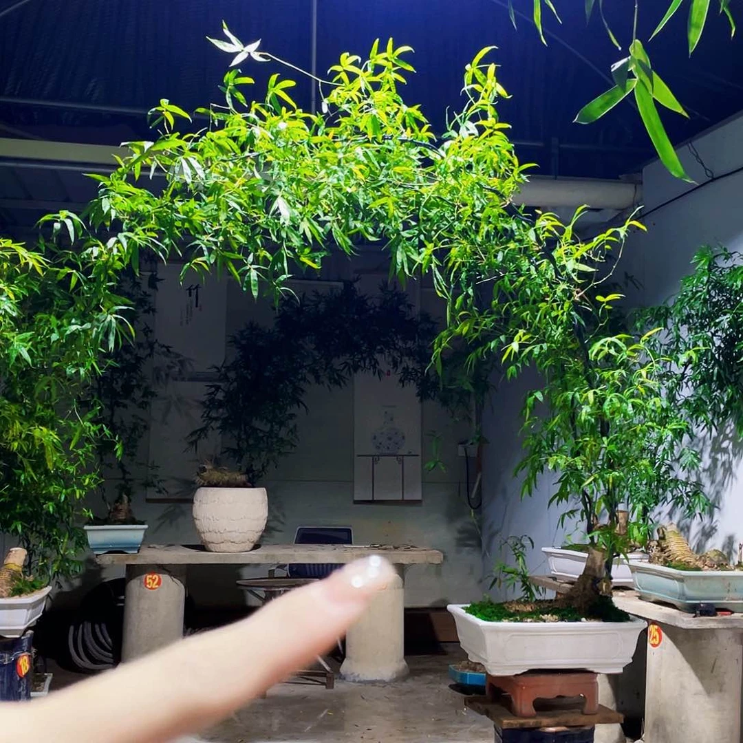 o***无花朵小叶簕竹熟桩陶瓷盆一物一拍