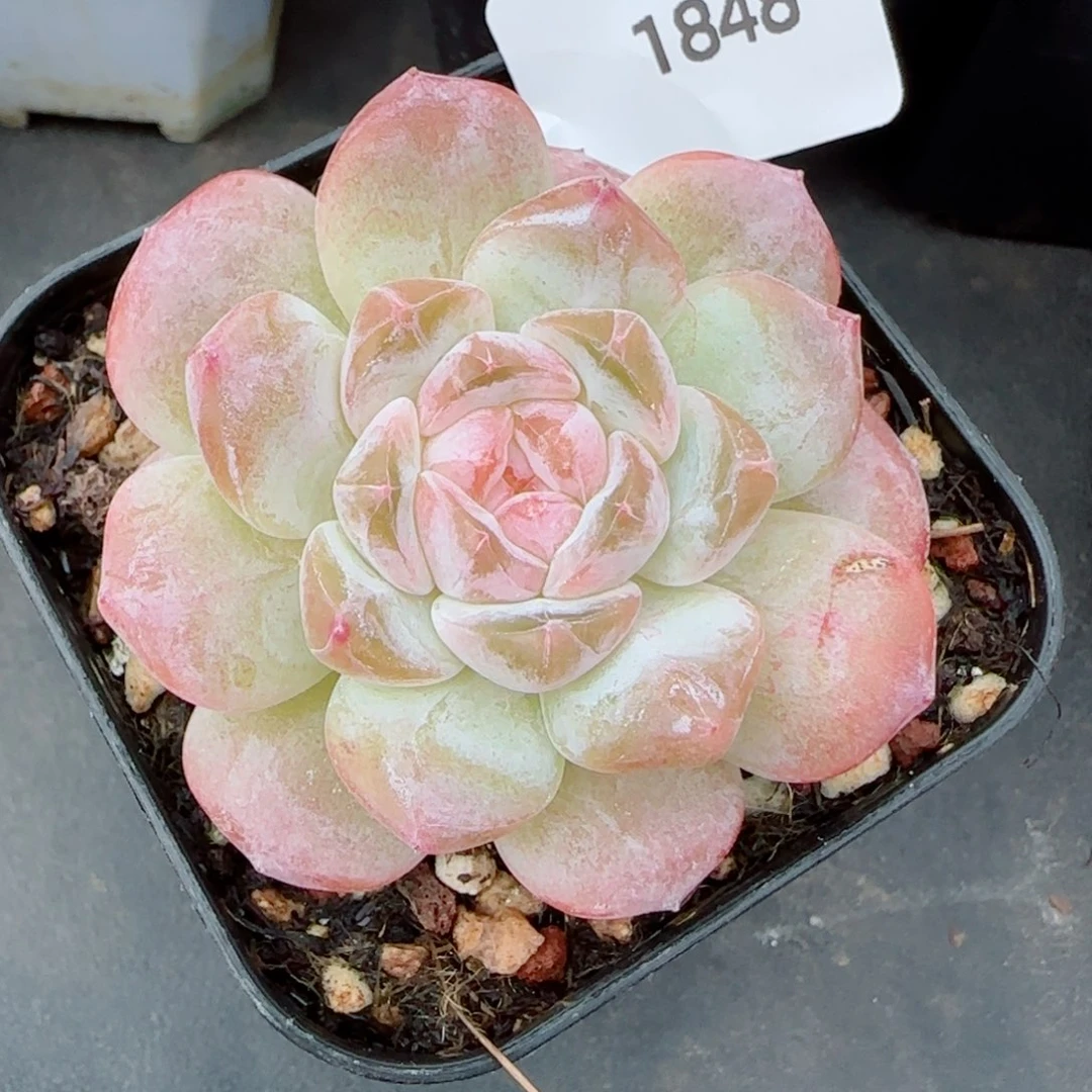 冰魄，1848多肉植物
