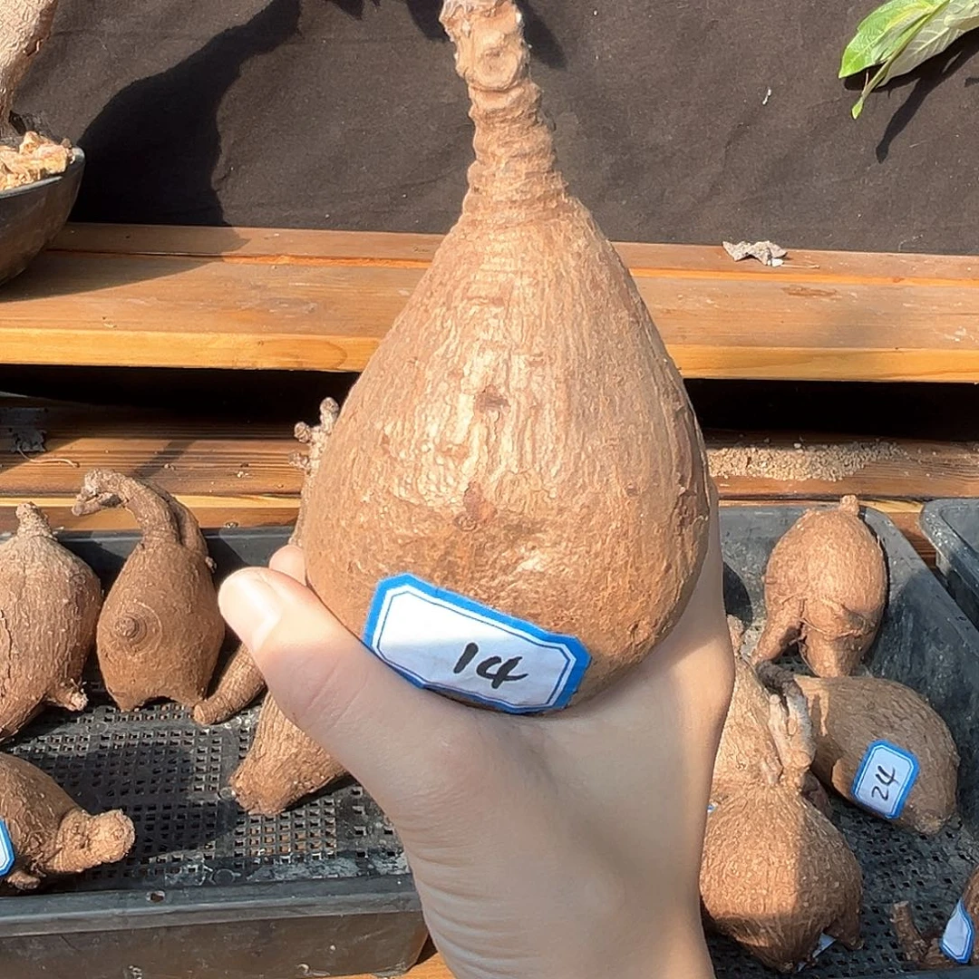 潮流植物奇异油柑，14号