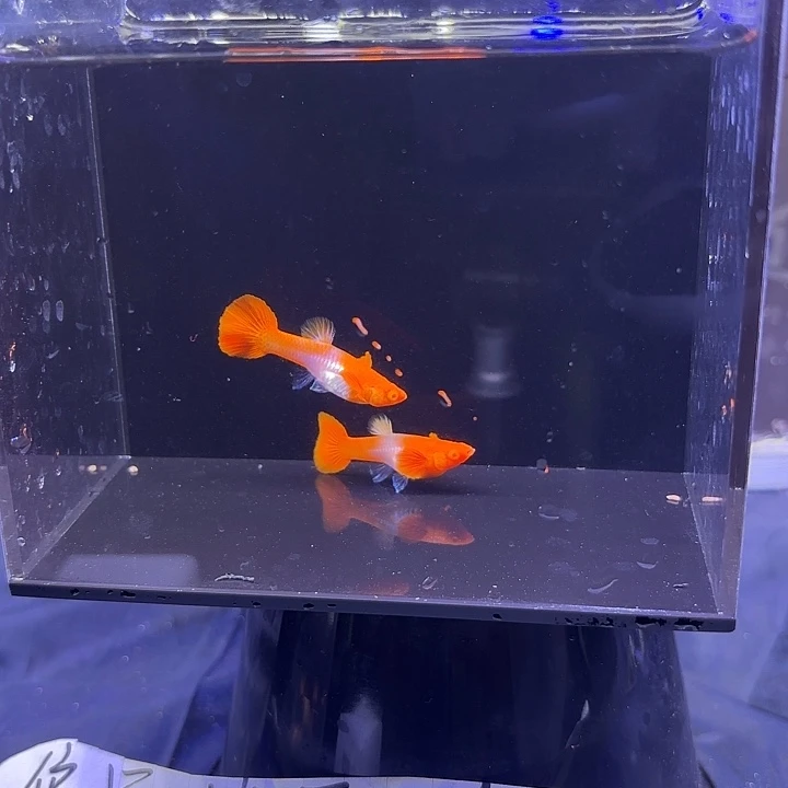 孔雀鱼双分水孔雀鱼2母