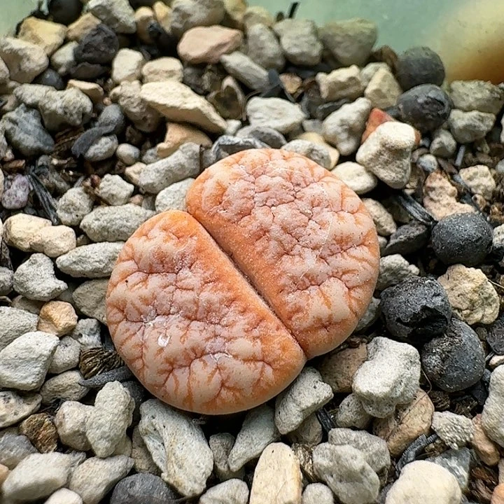 23951清框特价拿铁309A