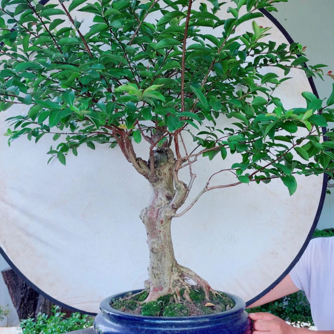 s***4无花朵紫薇紫薇紫薇紫薇