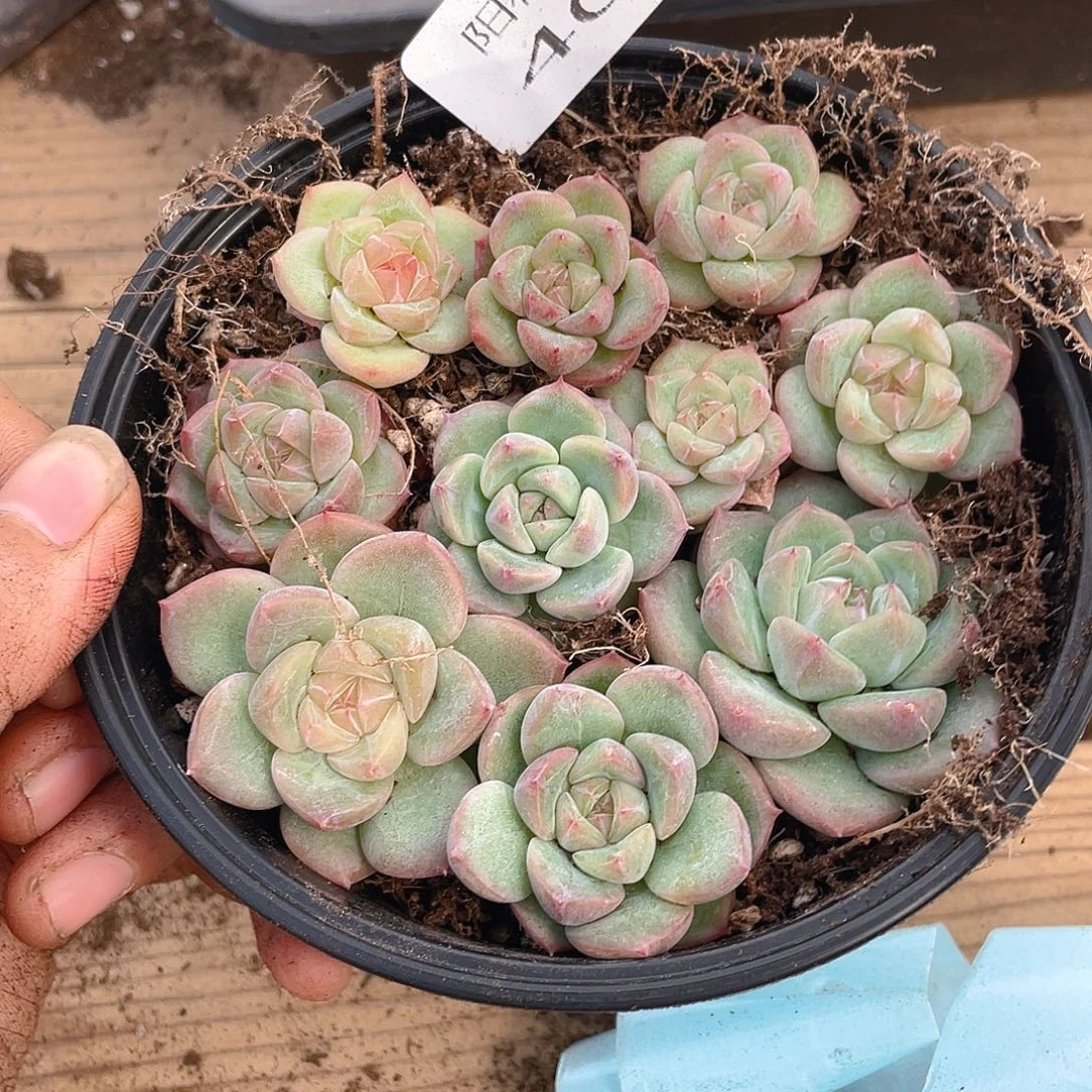 多肉植物多肉植物400