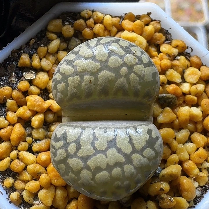 生石花1111111。   222