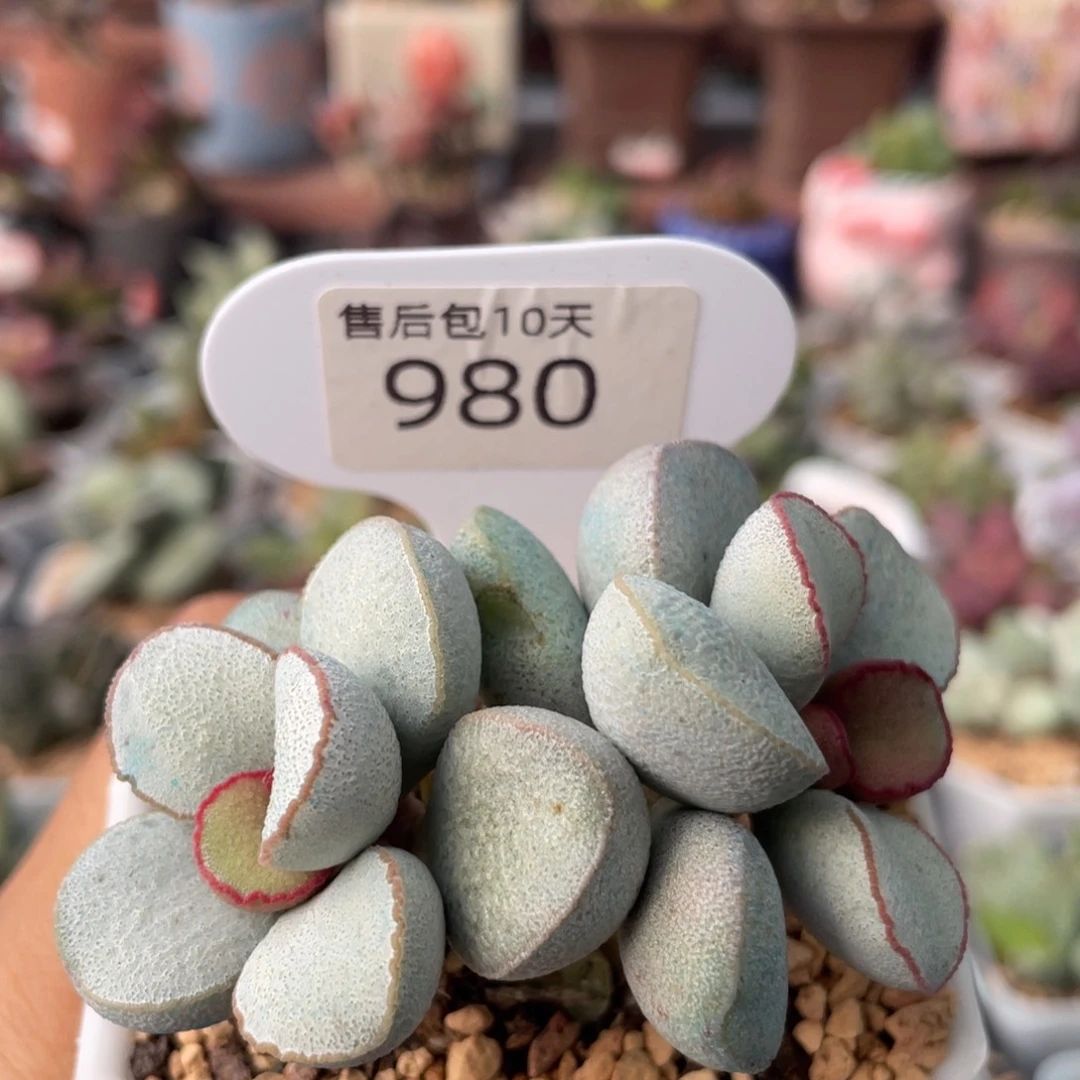 邪**郑    白雪公主。 980。