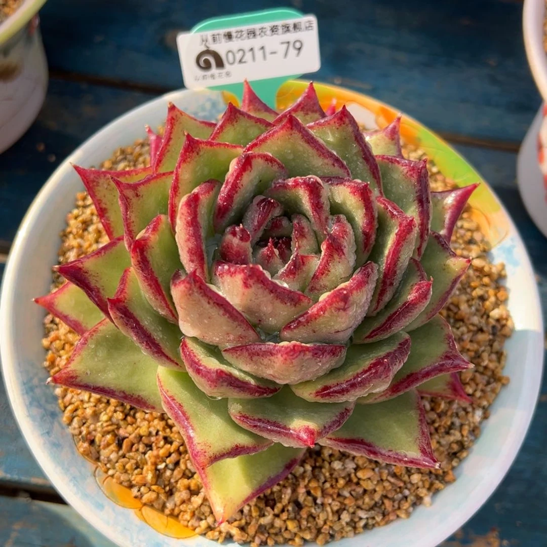 从前慢多肉精选编号0211.79