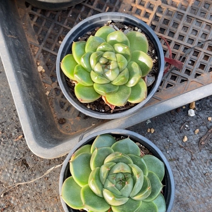 D106- 直播福利两颗皮爱拉