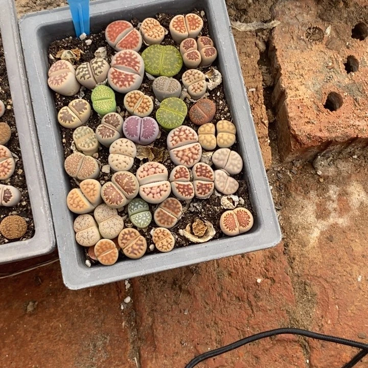 木*森生石花小苗130