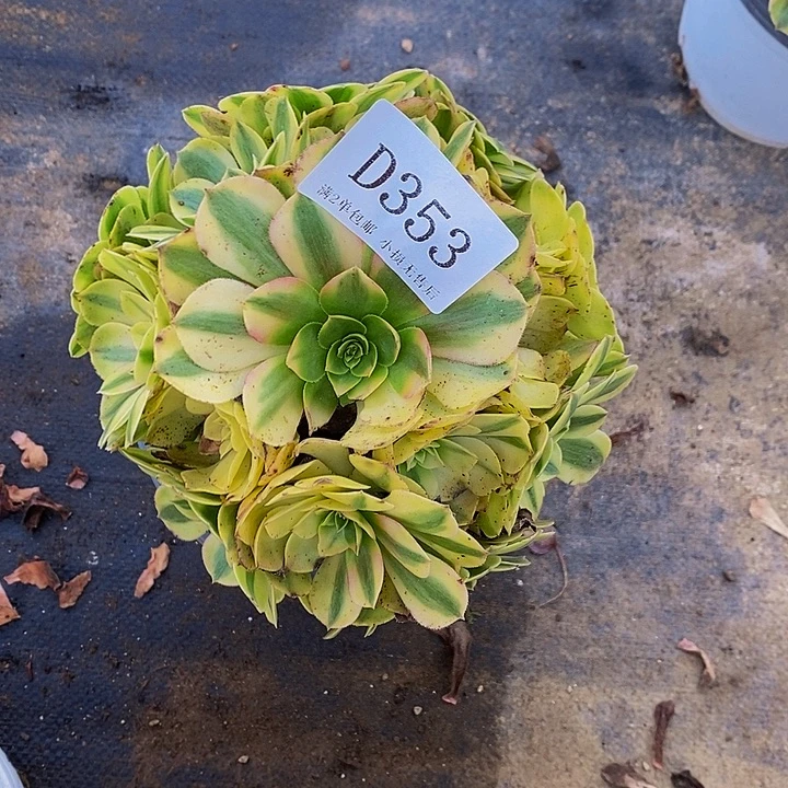 353雨荷多肉法师锦