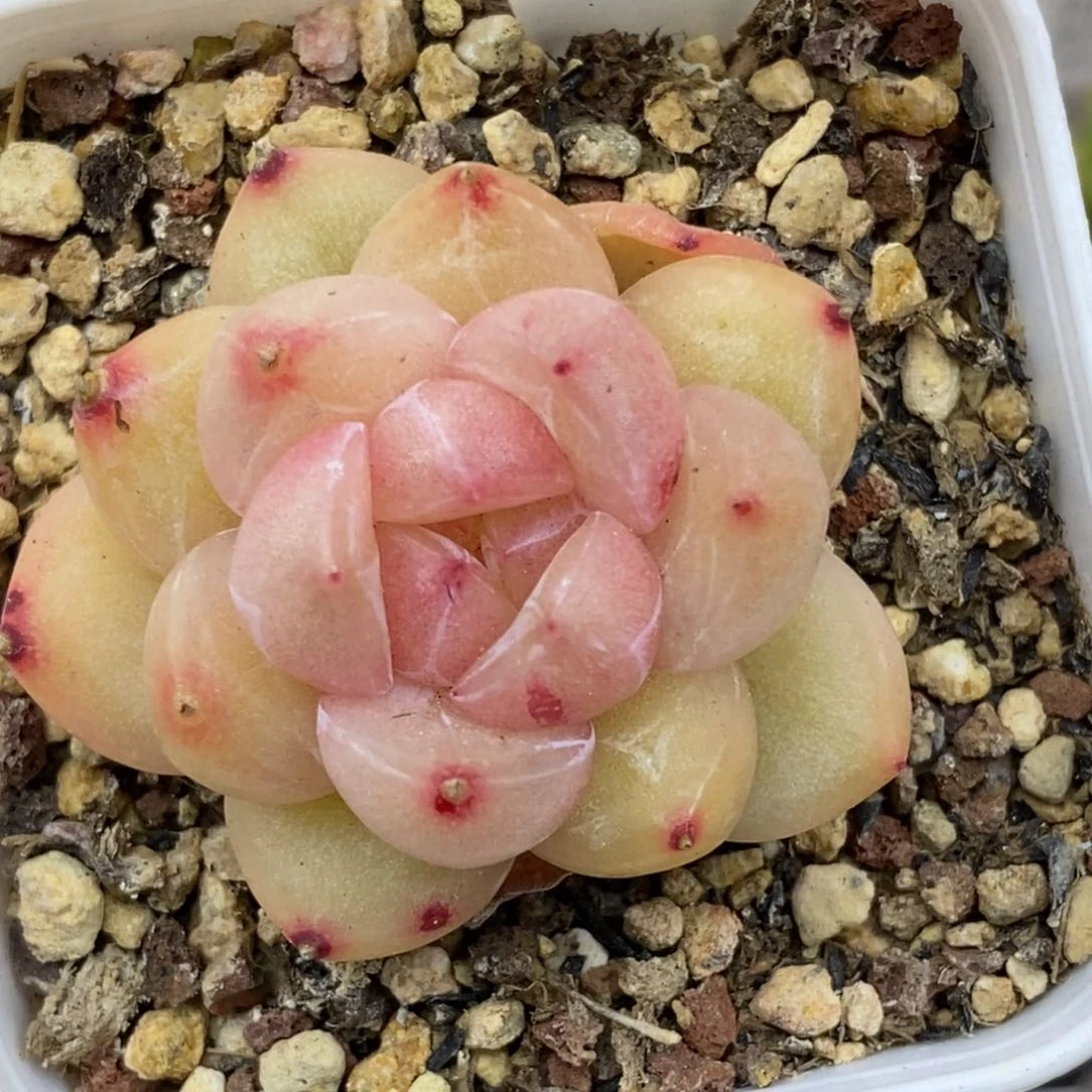 484东篱下多肉运费7米