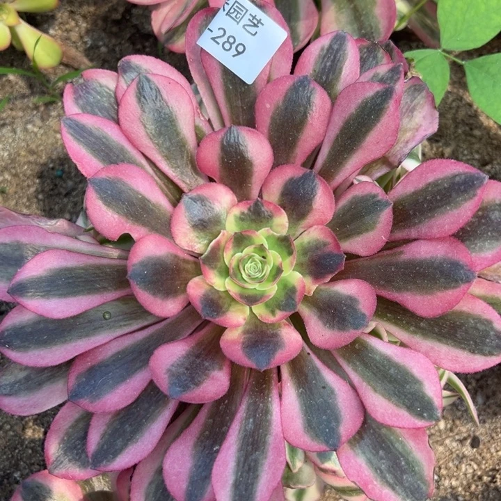 粉体美杜莎多肉植物289