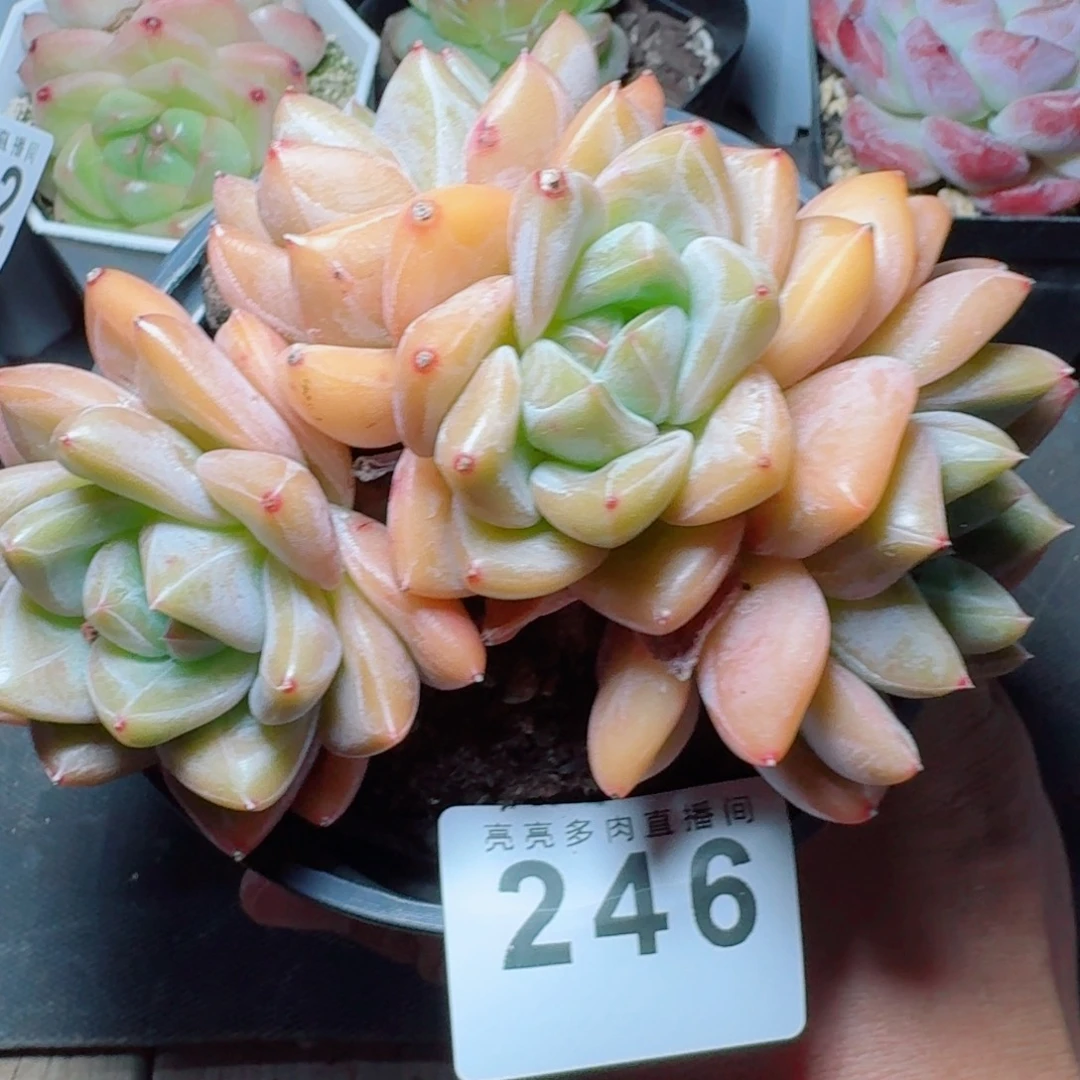 橘子美人            精美多肉植物
