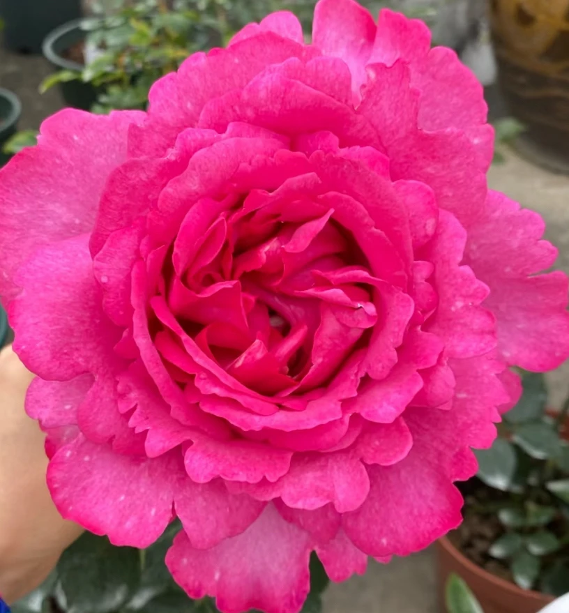 伊芙伯爵月季花多季节重复开花庭院阳台好养绿植盆栽