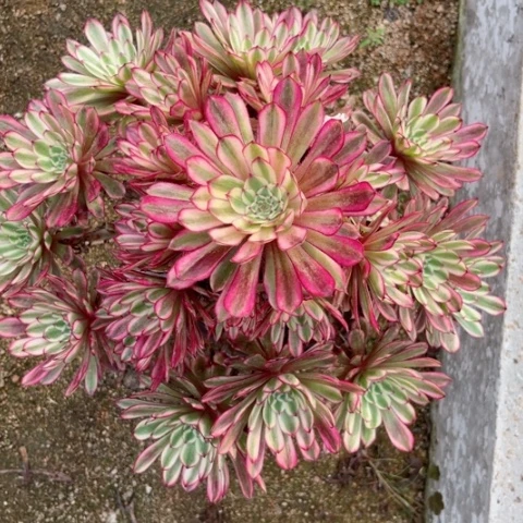 昱**妈多肉植物仙魔锦