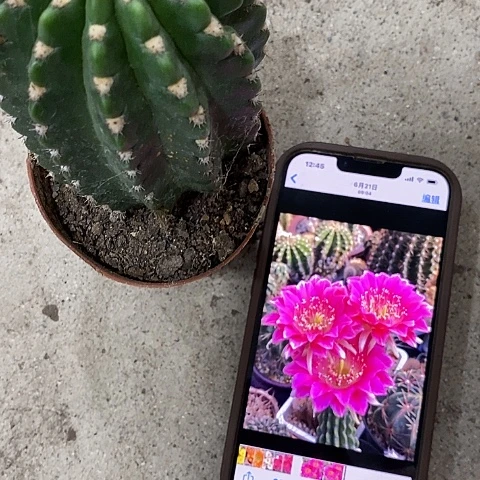 阿尔特那，高7-10公分左右