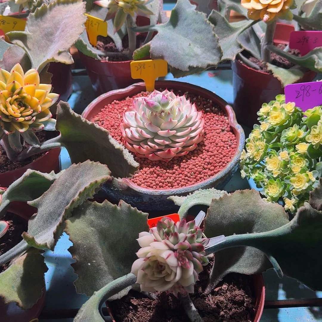 ༺****༻大转盘转一次，不退不换