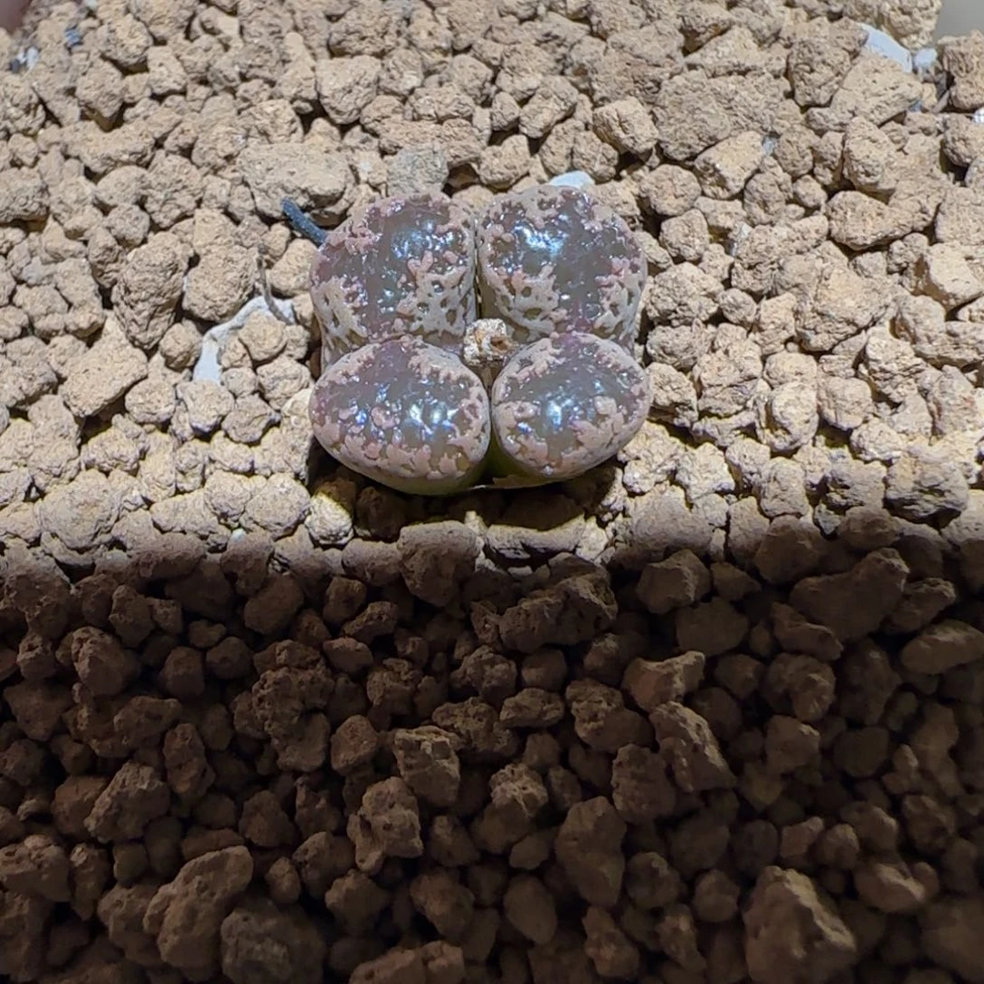 肉锥多肉植物百科-3km勋章982