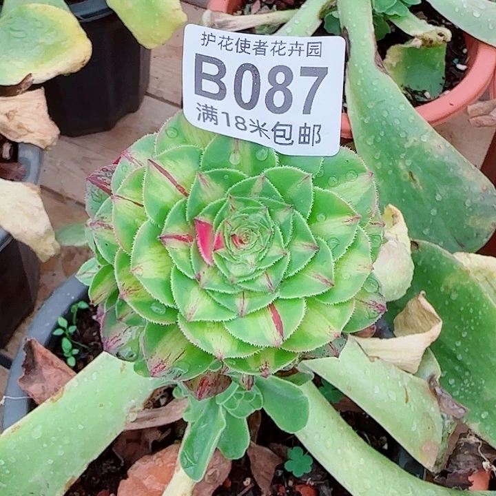 多肉法师淘宝福利
