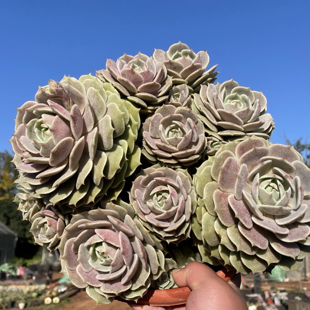 露娜莲   金金精品多肉植物