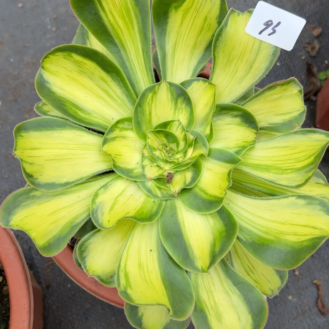 93暴君多肉植物系