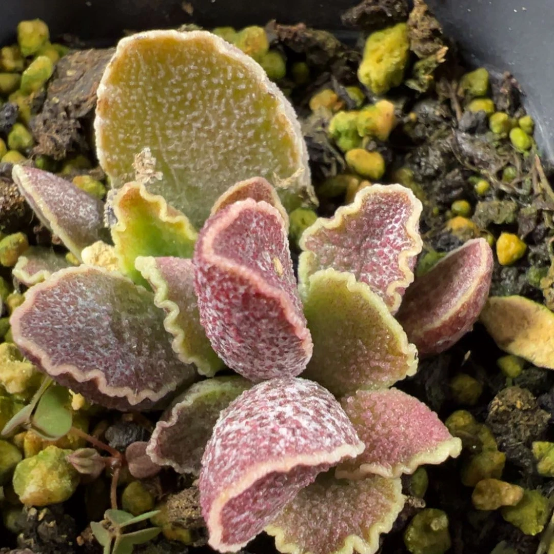 梅洛紫大苗多肉植物水泡