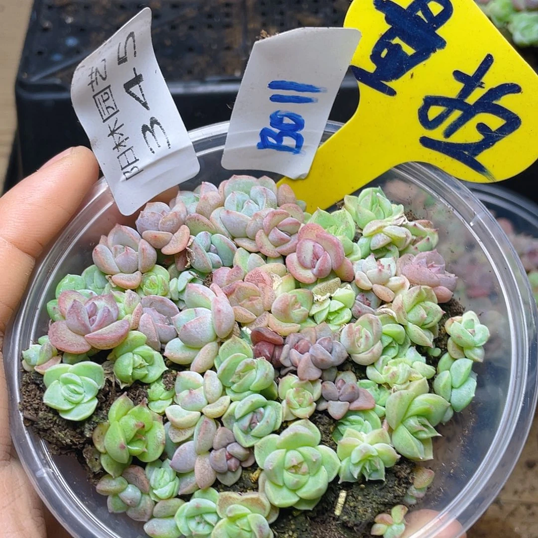 量拍多肉植物多肉植物345