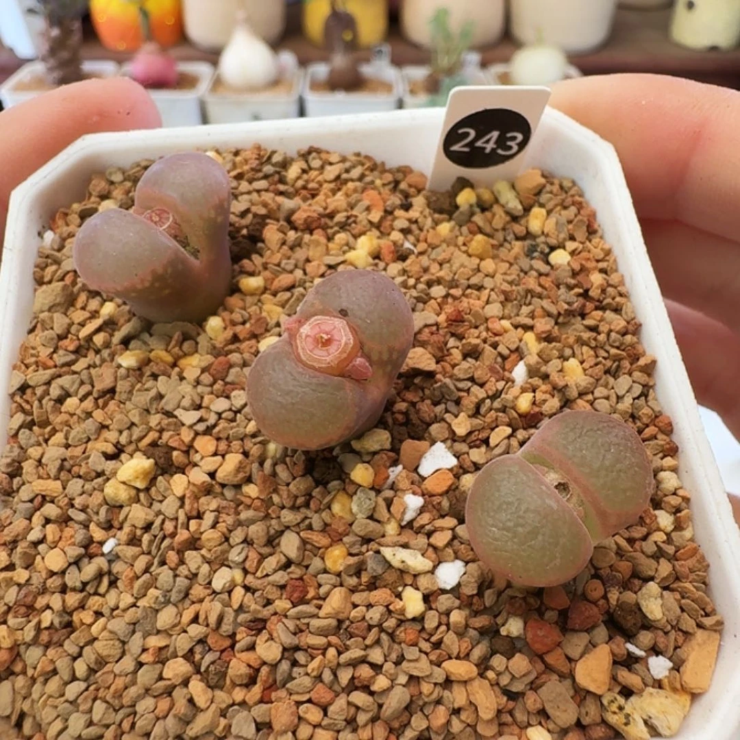 多肉植物福利植物红宝石风铃243