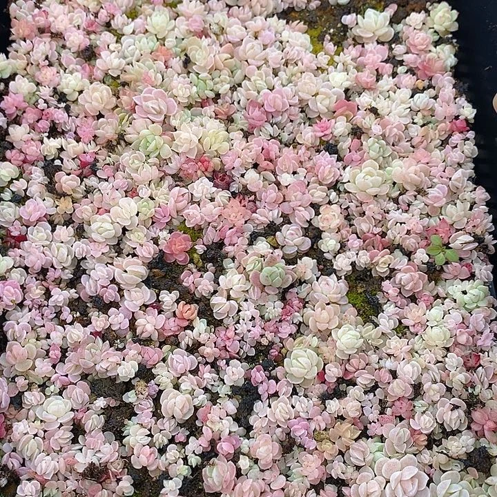 185 多肉植物盆栽花卉植物