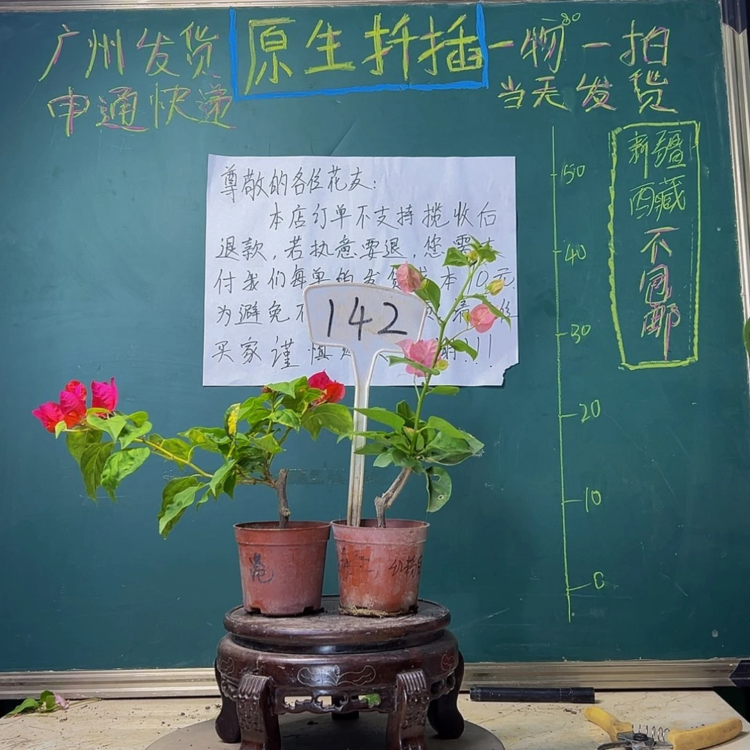 当前无花栽培后可以开花香港丽人掌中宝 红粉佳人掌中宝 142