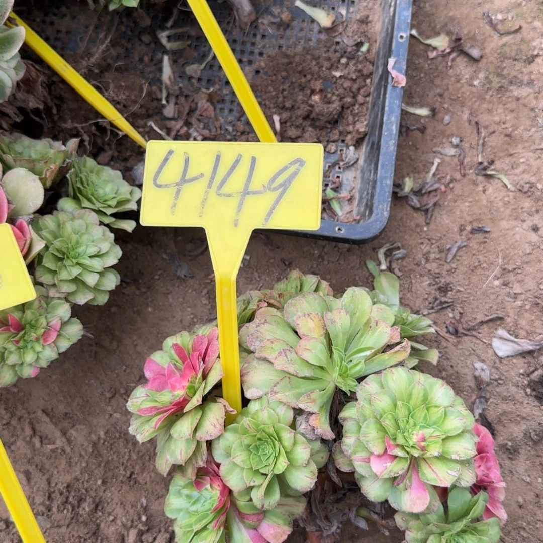 用***24149--+无根多头多肉植物