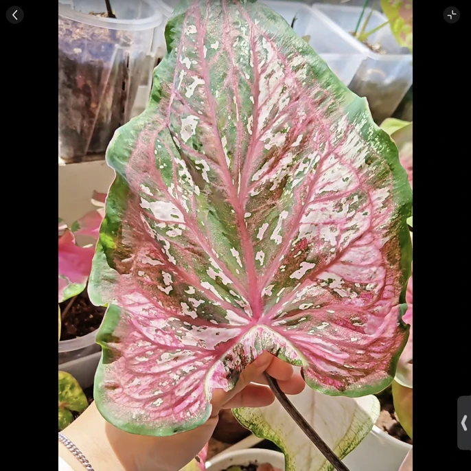 美版粉红豹·彩叶芋|ins风网红室内好养观叶绿植盆栽