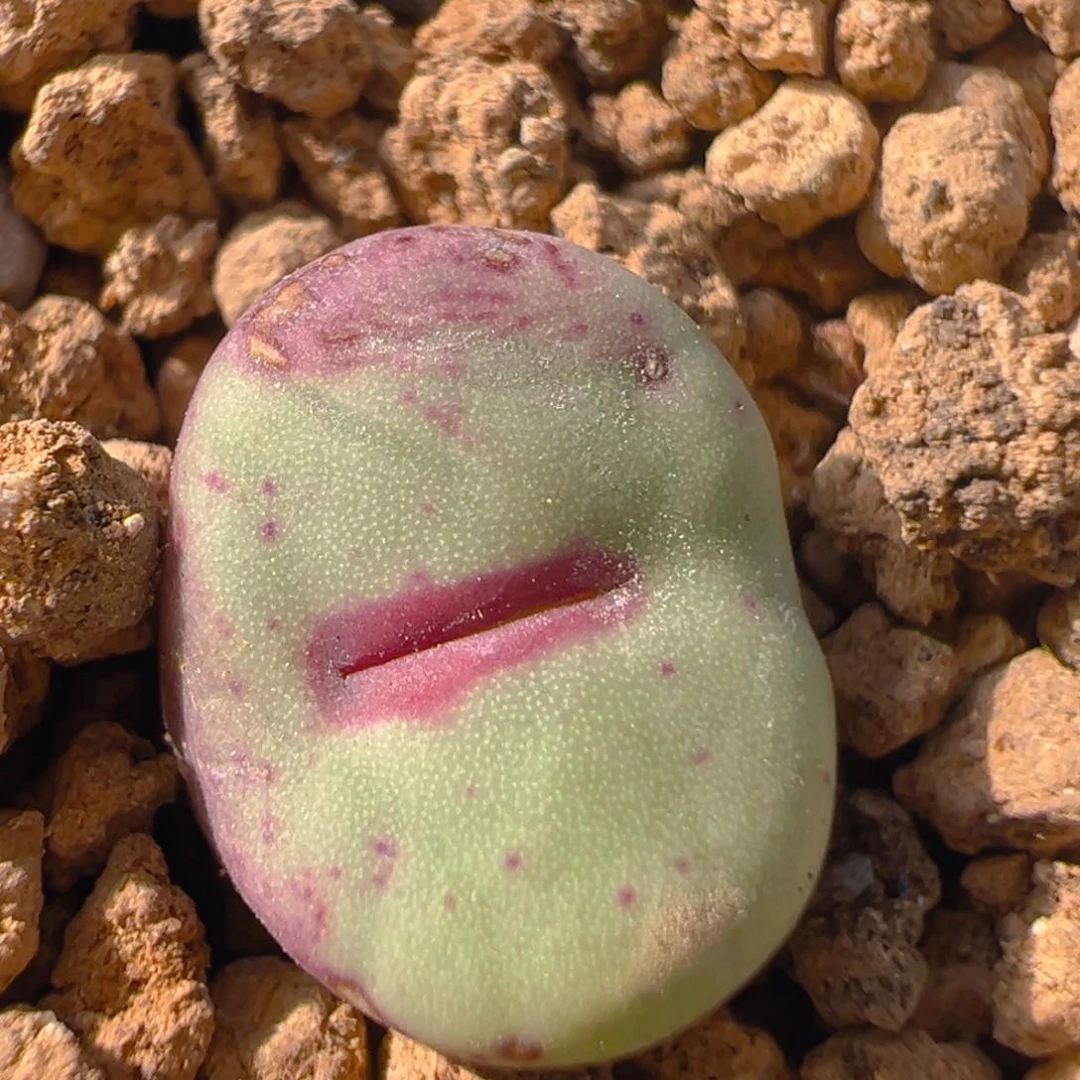 93多肉植物百科知识