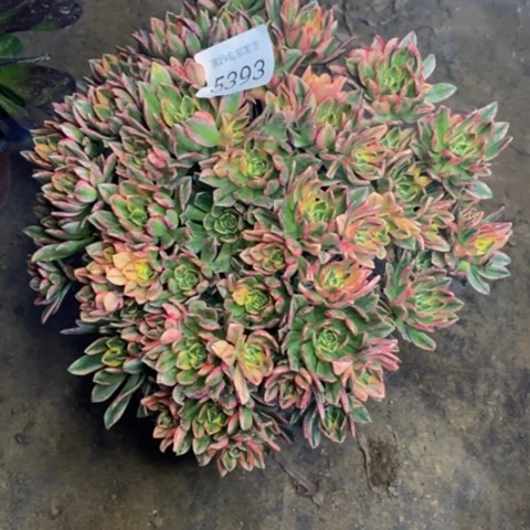 甜茶多肉植物5393