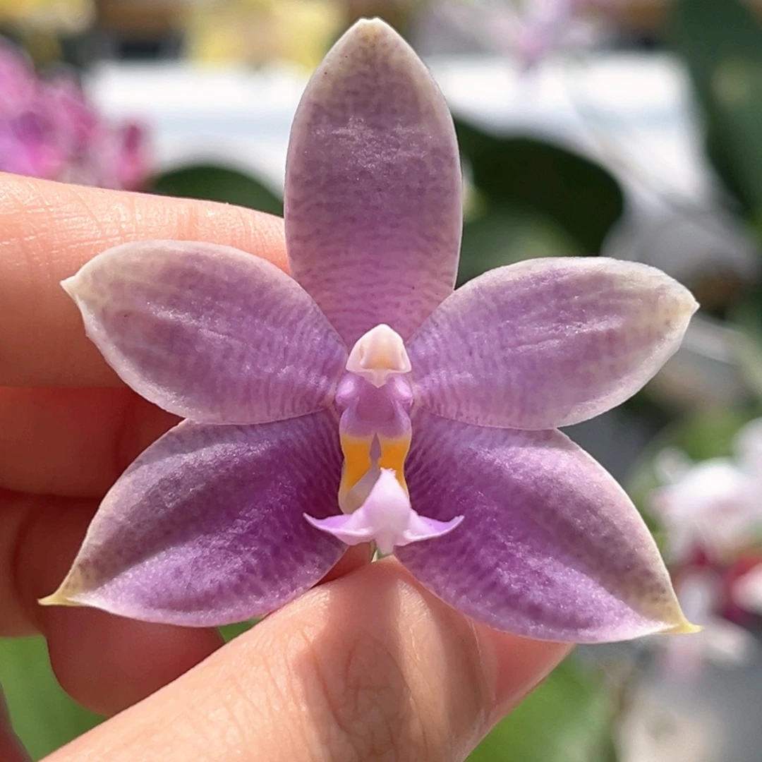 完全开放2.5寸3593开花株