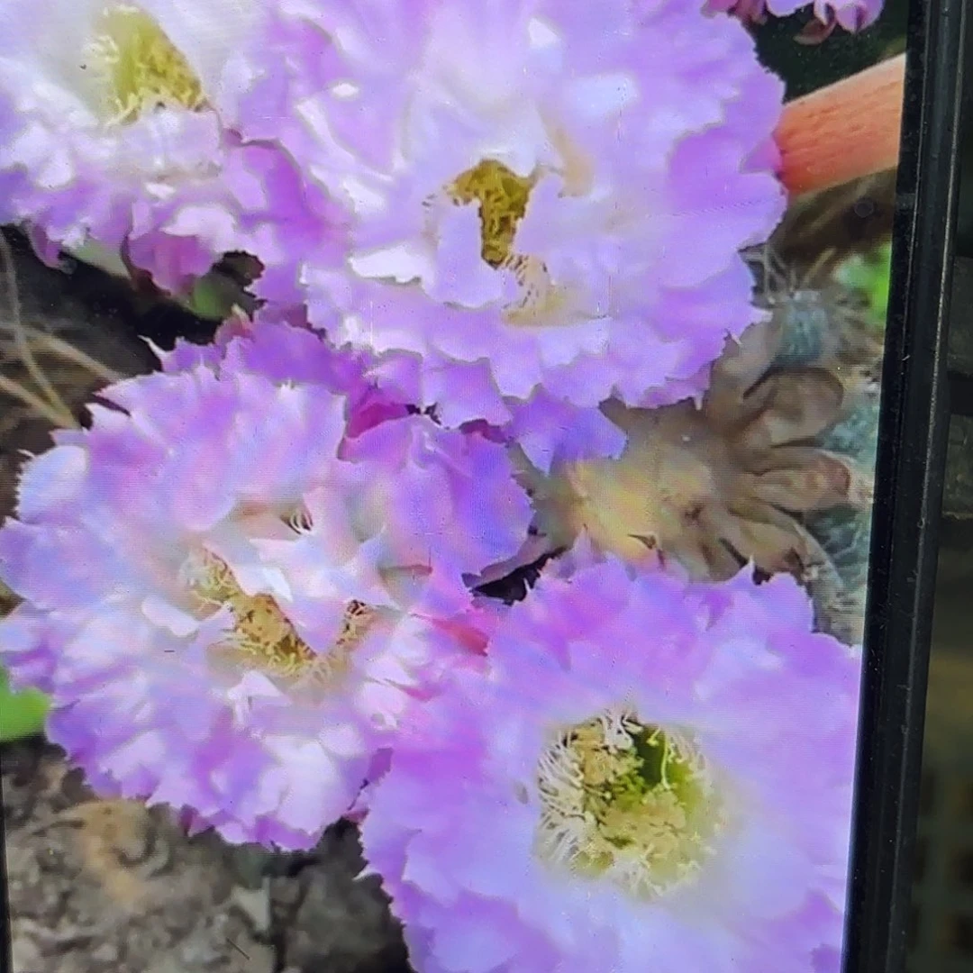 粉可可彩侧牙20包邮22